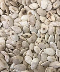 BAL KABAĞI ÇEKİRDEĞİ